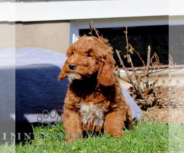 Medium Photo #2 Goldendoodle (Miniature) Puppy For Sale in AIRVILLE, PA, USA