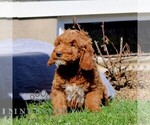 Small #1 Goldendoodle (Miniature)