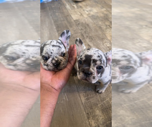 French Bulldog Litter for sale in PASCO, WA, USA