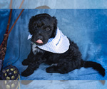 Puppy 2 Portuguese Water Dog