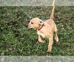 Small Photo #2 Mutt Puppy For Sale in Shelburne, VT, USA