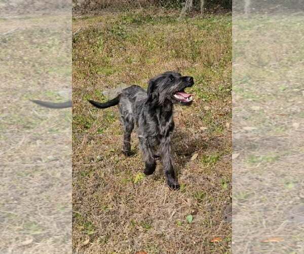 Medium Photo #4 Mutt Puppy For Sale in Oviedo, FL, USA