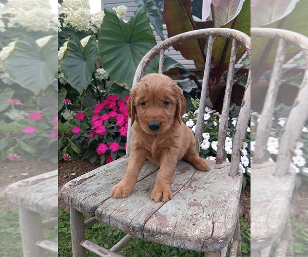Medium Photo #2 Golden Retriever Puppy For Sale in GREENWOOD, WI, USA