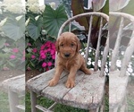 Small Photo #55 Golden Retriever Puppy For Sale in GREENWOOD, WI, USA