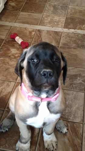 Medium Photo #1 Mastiff Puppy For Sale in OREGON HOUSE, CA, USA
