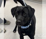 Small #1 Labrador Retriever-Retriever  Mix