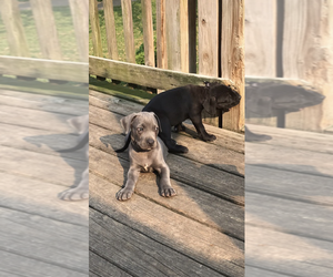 American Bulldog-Neapolitan Mastiff Mix Puppy for sale in NEW LONDON, OH, USA