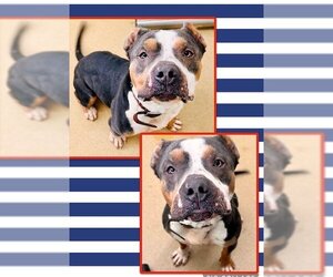 Staffordshire Bull Terrier Dogs for adoption in Derwood, MD, USA