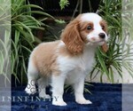 Small #2 Cavalier King Charles Spaniel-Goldendoodle Mix