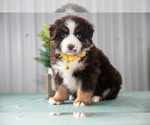 Puppy Sophia Australian Shepherd