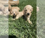 Small Photo #4 Goldendoodle Puppy For Sale in WILEY, CO, USA