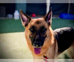 German Shepherd Dog Dogs for adoption in Orlando, FL, USA