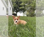 Small Pembroke Welsh Corgi