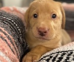 Small #3 Labrador Retriever