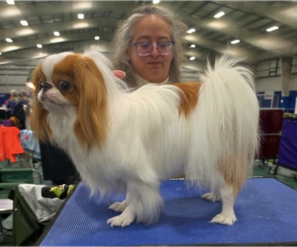 Medium Photo #1 Japanese Chin Puppy For Sale in SANDOWN, NH, USA