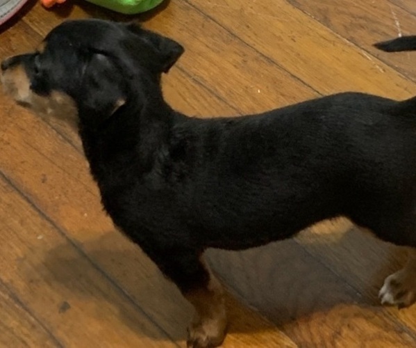 Medium Photo #36 German Hunting Terrier-Lowchen Mix Puppy For Sale in HENRICO, VA, USA