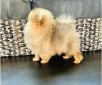Small Photo #4 Pomeranian Puppy For Sale in SUNNY ISL BCH, FL, USA