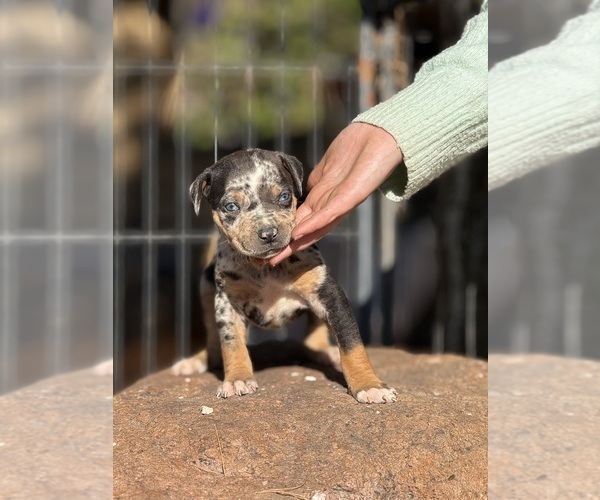 Medium Photo #47 Catahoula Leopard Dog Puppy For Sale in BUSHNELL, IL, USA
