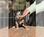 Small Photo #47 Catahoula Leopard Dog Puppy For Sale in BUSHNELL, IL, USA