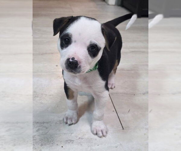 Medium Photo #9 Australian Shepherd-Unknown Mix Puppy For Sale in OKLAHOMA CITY, OK, USA