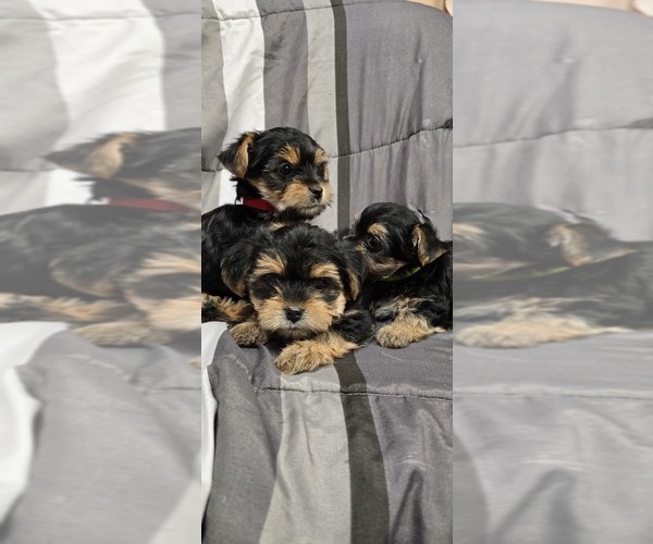 Medium Photo #1 Yorkshire Terrier Puppy For Sale in HUNTSVILLE, AL, USA