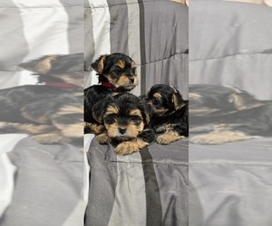 Yorkshire Terrier Litter for sale in HUNTSVILLE, AL, USA