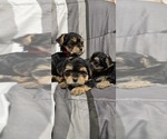Image preview for Ad Listing. Nickname: Litter of 3