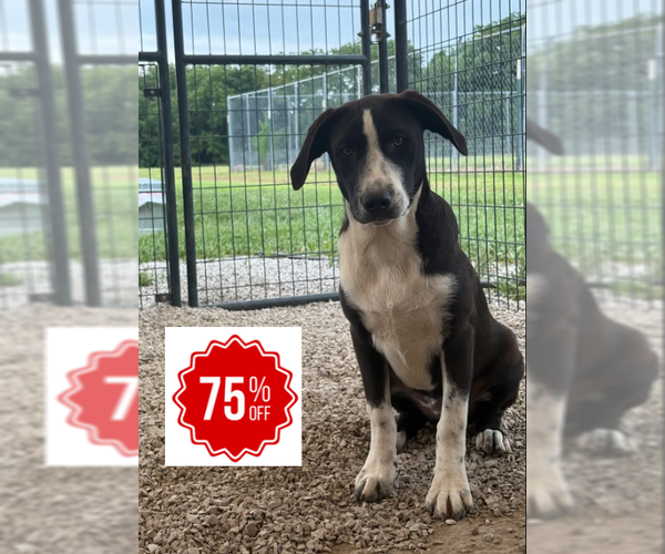 Medium Photo #7 Mutt Puppy For Sale in Bolivar, MO, USA