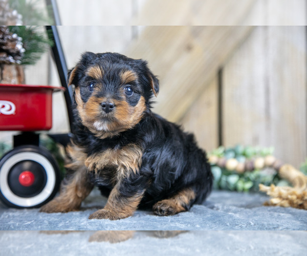 Medium Photo #1 Yorkshire Terrier Puppy For Sale in GREENWICH, OH, USA