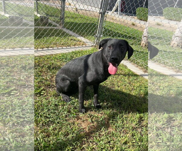 Medium Photo #5 Shepradors Puppy For Sale in San Diego, CA, USA