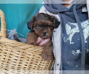 ShihPoo Puppy for Sale in GREENWOOD, Wisconsin USA