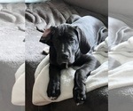 Puppy Sky Blue Great Dane