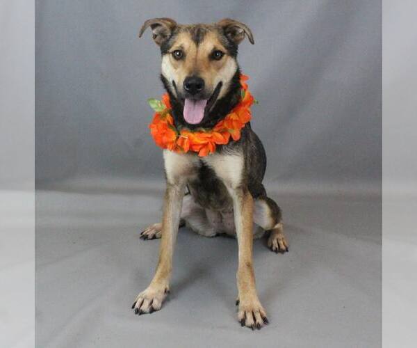 Medium Photo #1 Mutt Puppy For Sale in Shelburne, VT, USA