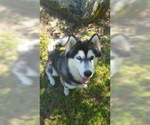 Small Photo #12 Siberian Husky Puppy For Sale in CENTERVILLE, NC, USA