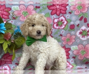 Goldendoodle Puppy for sale in LANCASTER, PA, USA