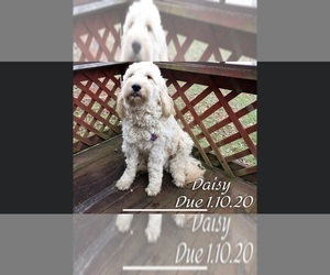 Mother of the Goldendoodle puppies born on 01/10/2020
