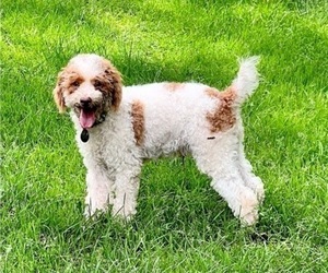 Father of the Miniature Bernedoodle puppies born on 03/29/2024