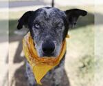 Small Australian Shepherd Mix