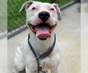 American Pit Bull Terrier-Unknown Mix Dogs for adoption in Crete, IL, USA