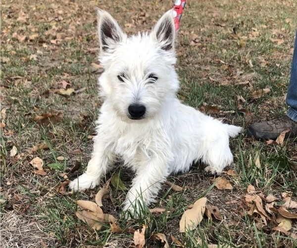 Medium Photo #1 West Highland White Terrier Puppy For Sale in BUELL, MO, USA