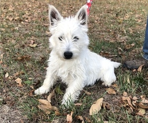 West Highland White Terrier Puppy for Sale in BUELL, Missouri USA