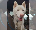 Small #13 Siberian Husky