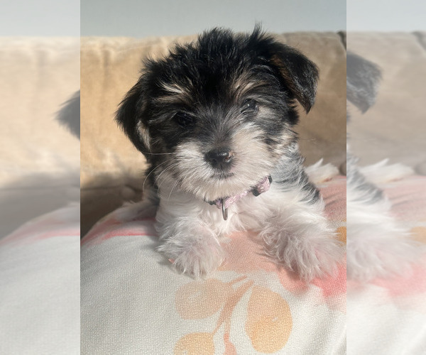 Medium Photo #2 Yorkshire Terrier Puppy For Sale in PITTSBURG, CA, USA