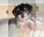 Small #1 Yorkshire Terrier