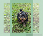 Small #7 Yorkshire Terrier