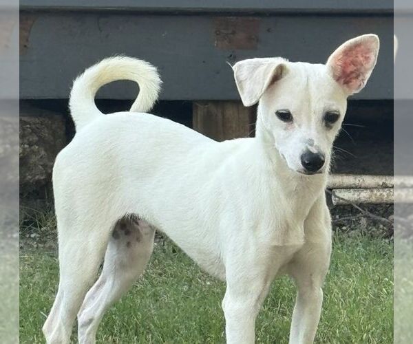 Medium Photo #5 Chihuahua Puppy For Sale in Carrollton, TX, USA