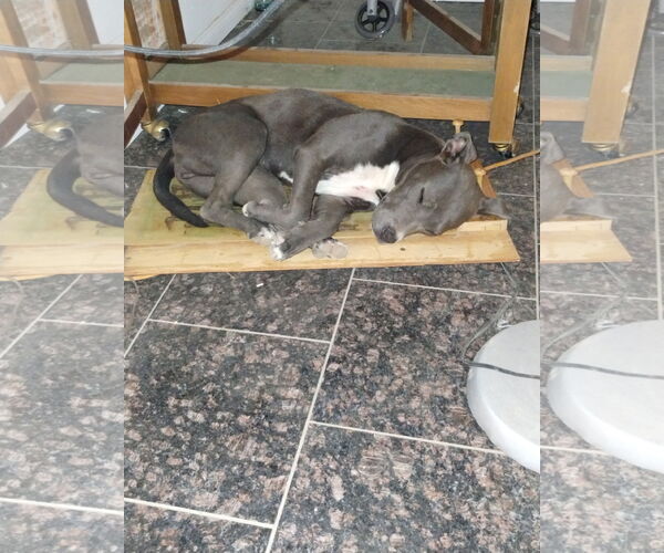 Medium Photo #2 American Staffordshire Terrier-Unknown Mix Puppy For Sale in Apple Valley, CA, USA