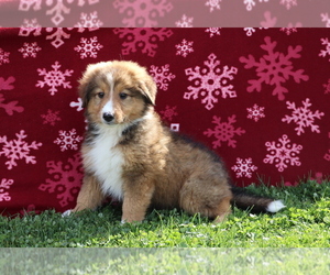 Bernese Mountain Dog-Collie Mix Puppy for sale in SHILOH, OH, USA