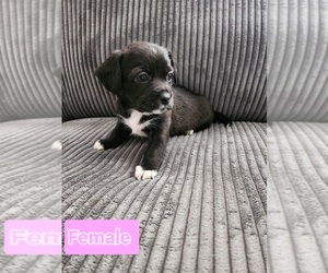 Cock-A-Tzu Puppy for sale in RIVERSIDE, CA, USA
