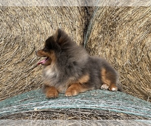 Pomeranian Puppy for sale in BILLINGS, MT, USA